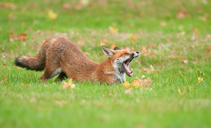 Fox