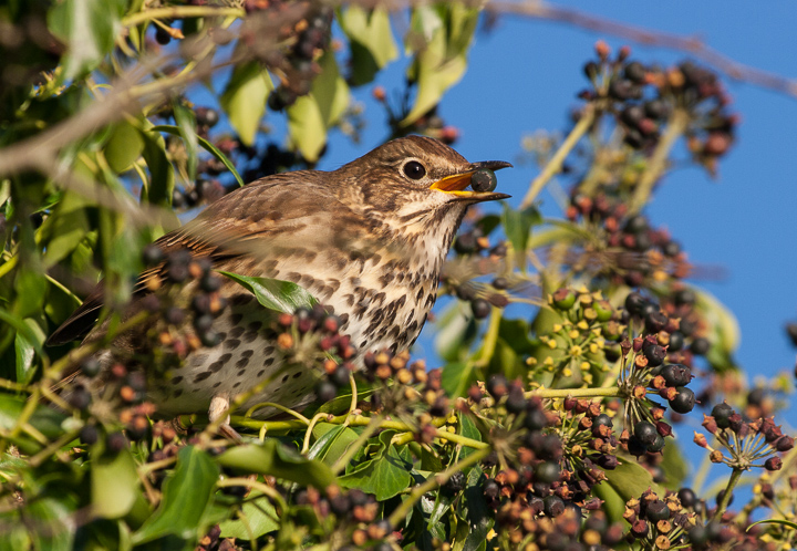 Song Thrush