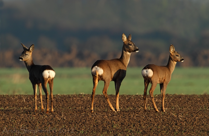 Roe Deer family