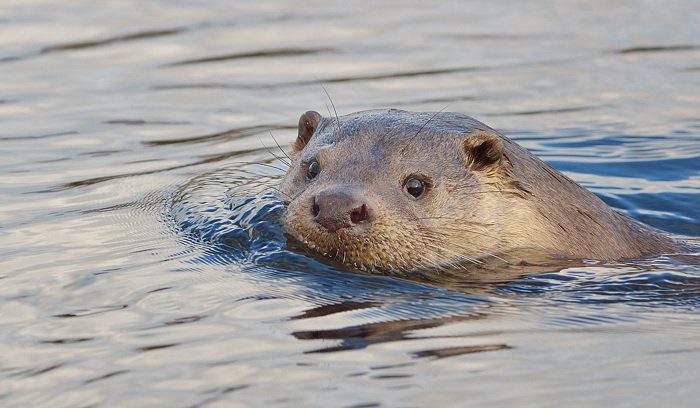 Otter IV
