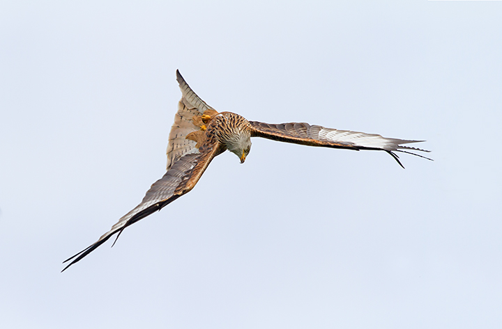 Diving Red Kite