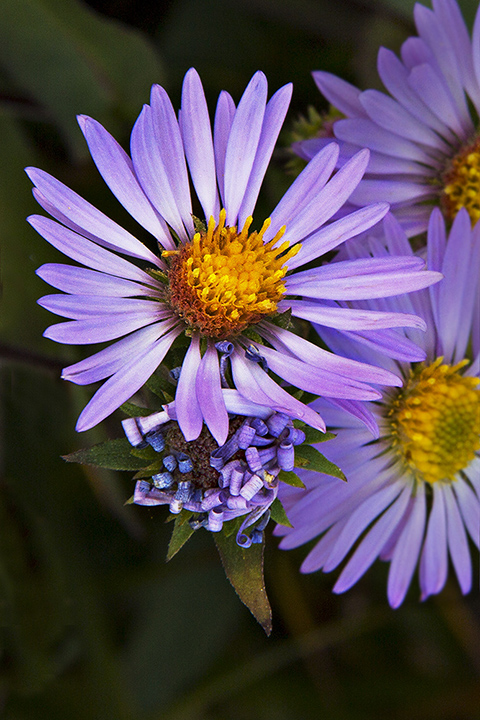 Alpine Lily - Redux