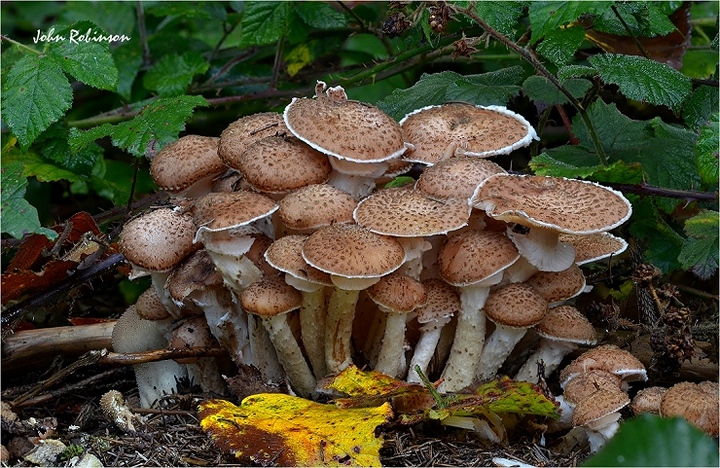 Stacked Honey Fungus