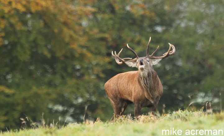 quantock hills
