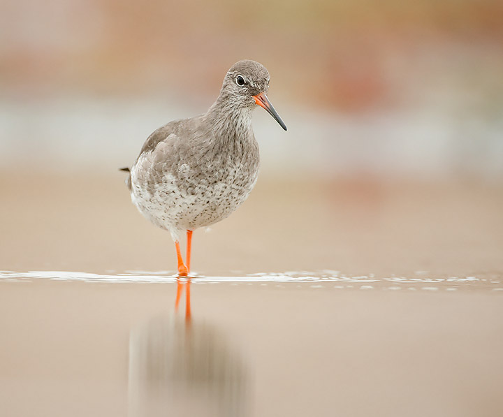 Redshank