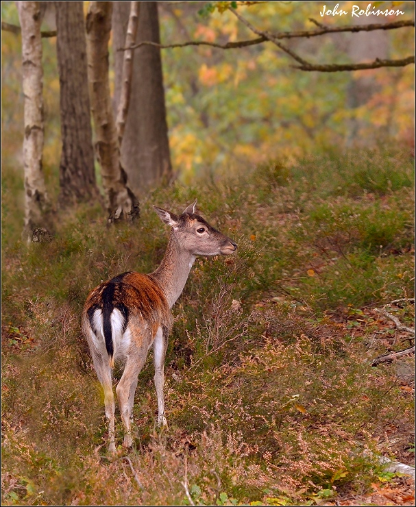 Autumn Doe+repost