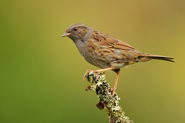 Dunnock