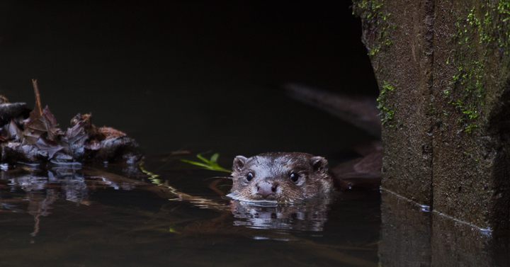 Lurking under the bridge.