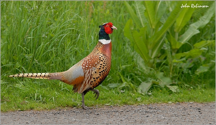 Strutting his stuff