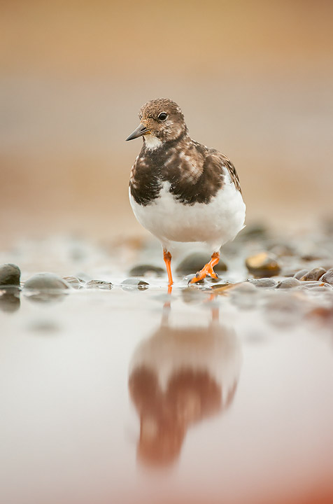 Turnstone