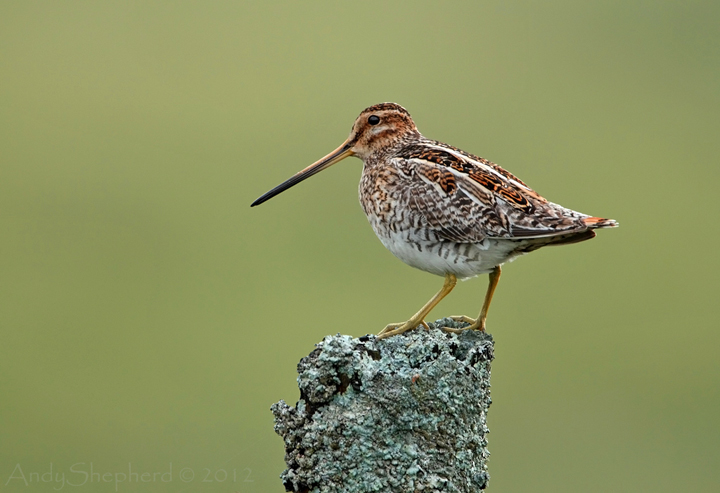 Common Snipe