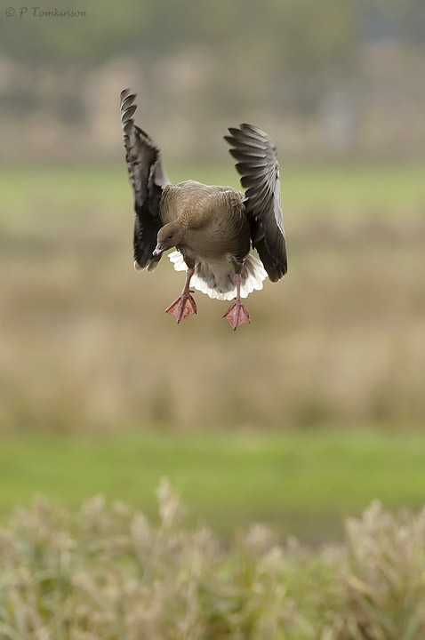 Pinkfoot