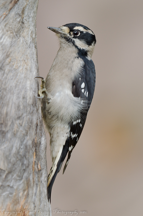 Female Downy