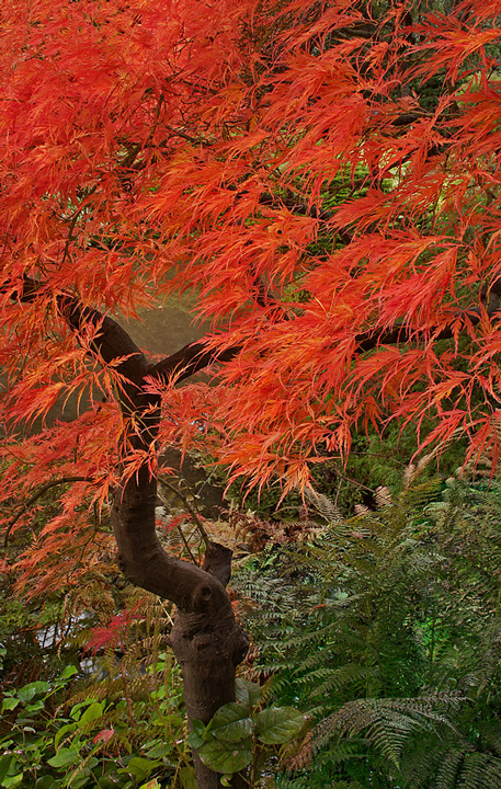 Zen Fire