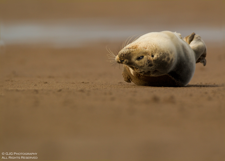 Seal Pup