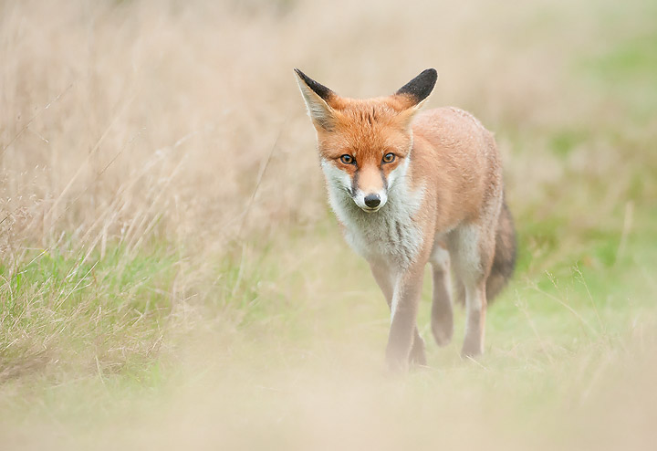 Fox