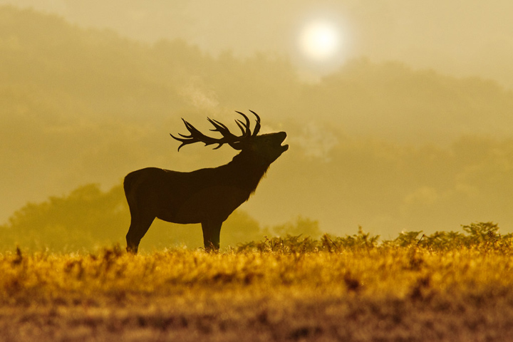 An Early Morning Stag...