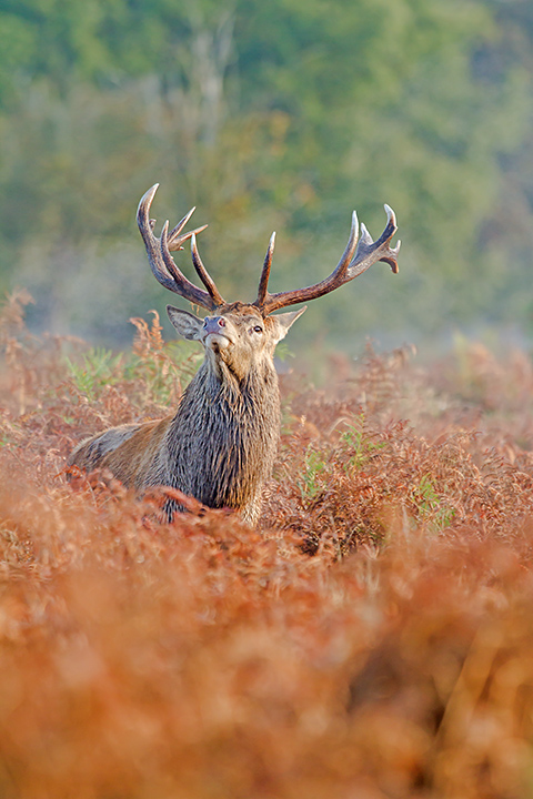 Majestic Red