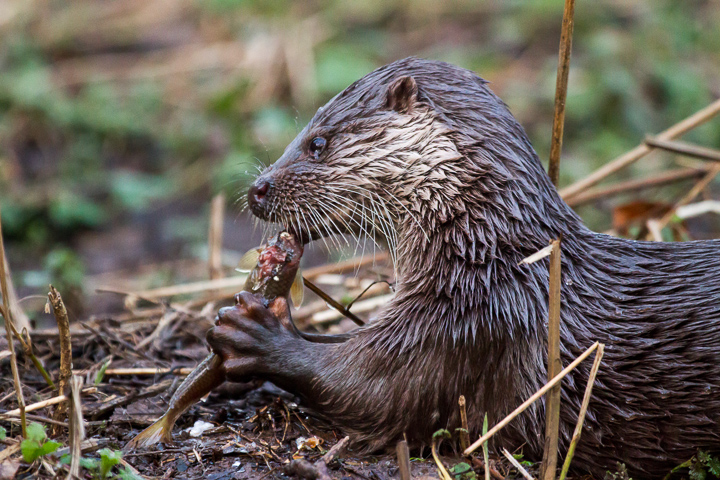 A good meal