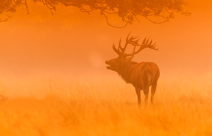 Stag At Sunrise