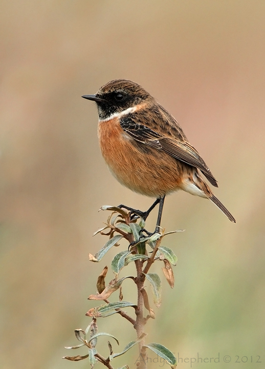 Stonechat