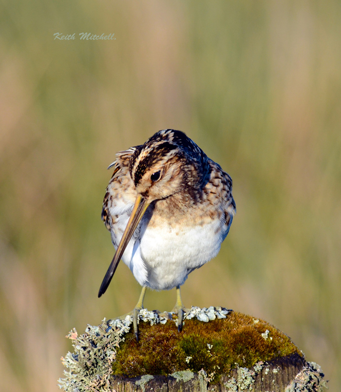 Common Snipe.