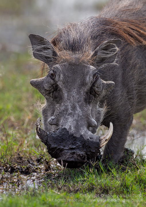 An old Boar in a pool