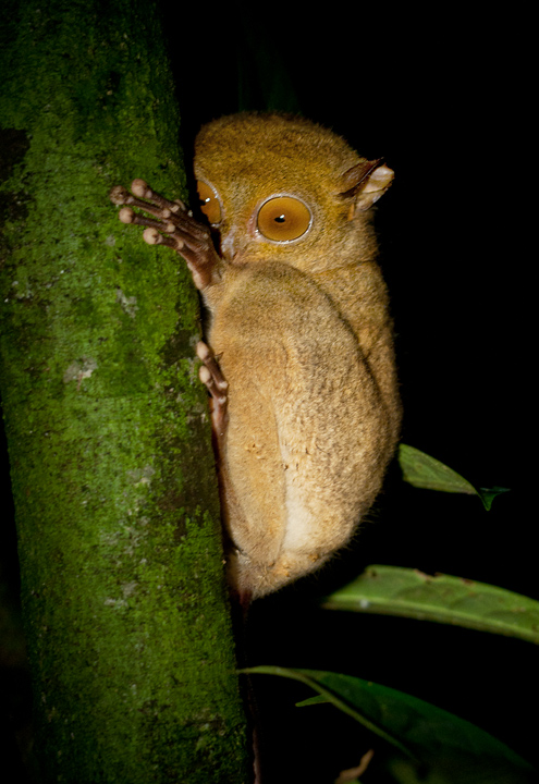 Western tarsier
