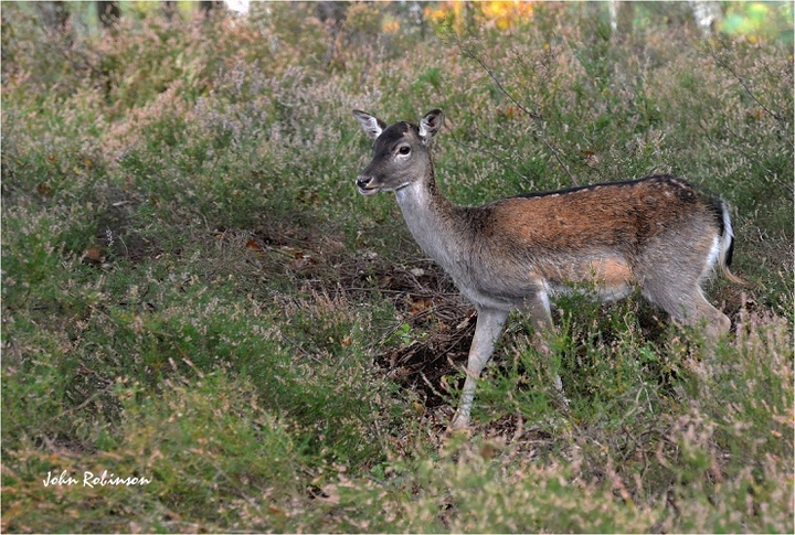 Doe