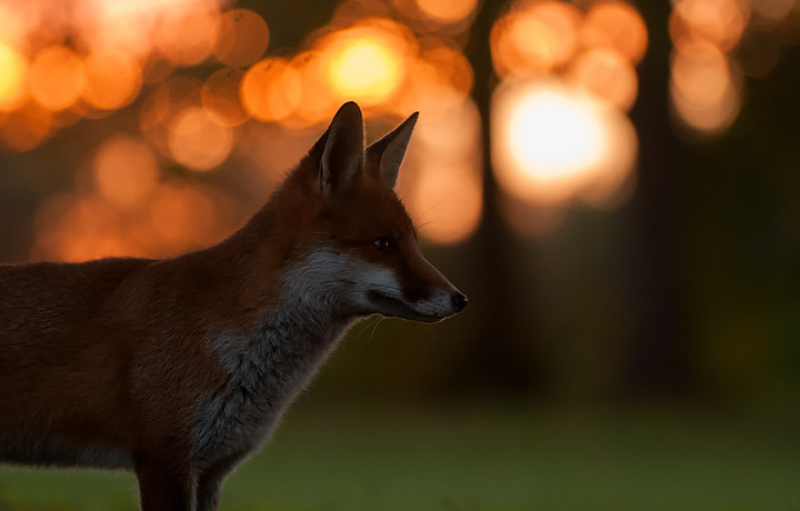 Sunset Fox