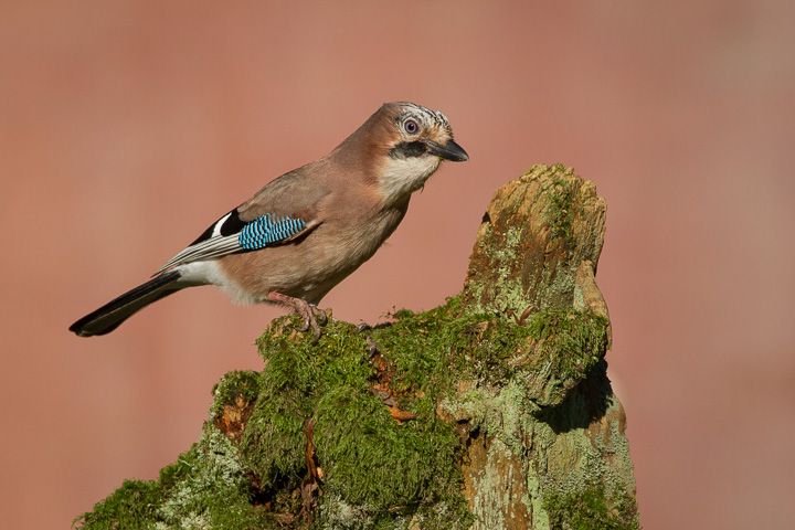 Garden Jay