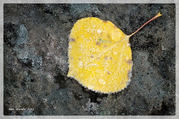 Aspen Frost