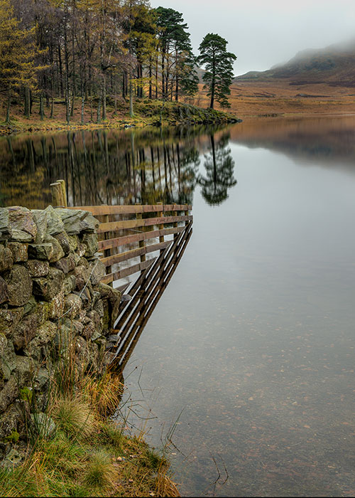 Lakeland Pine Reflection