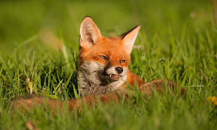 Basking Fox