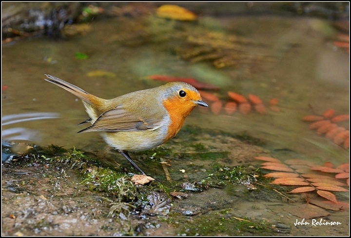 Poolside Robin
