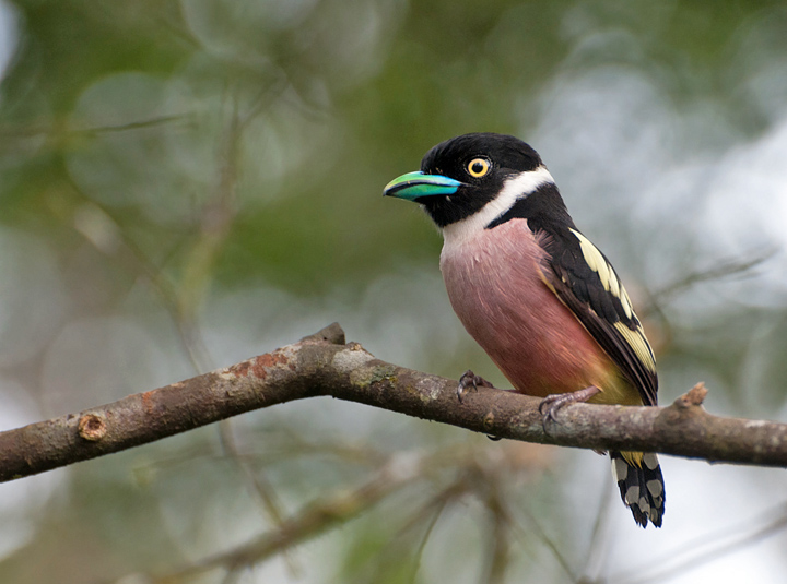 Black and yellow broadbill