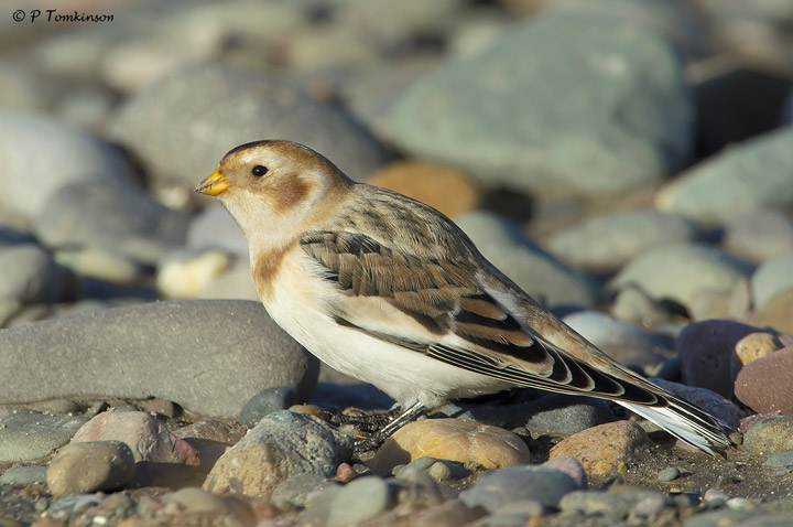 Snow Bunting