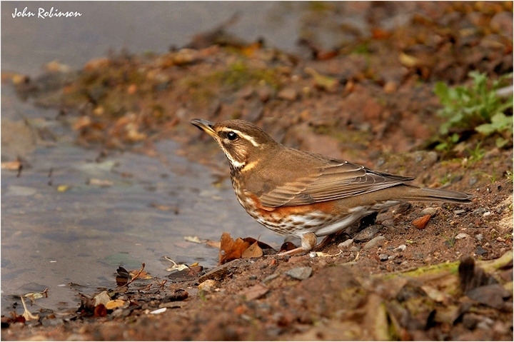 Winter Visitor No 1