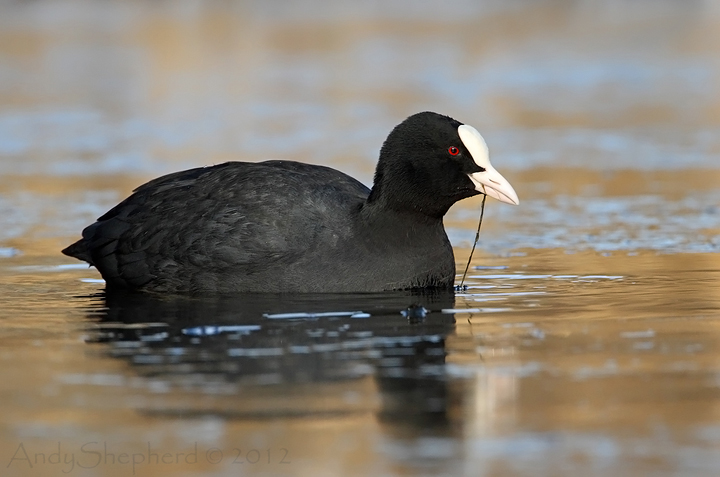Coot