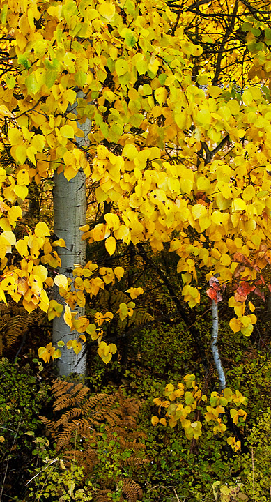 Cle Elum Aspens