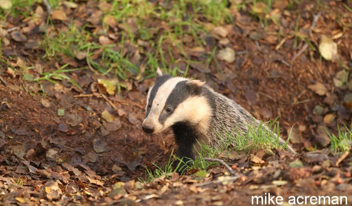 badger
