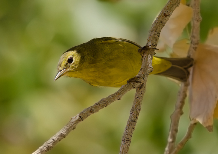 Orange or Yellow Warbler