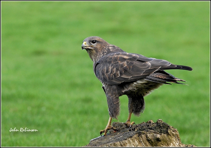Buzzard