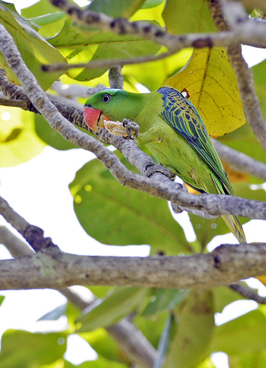 Blue-naped parrot+ repost