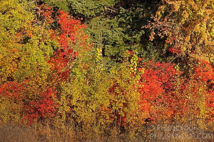 Fall Color Morning