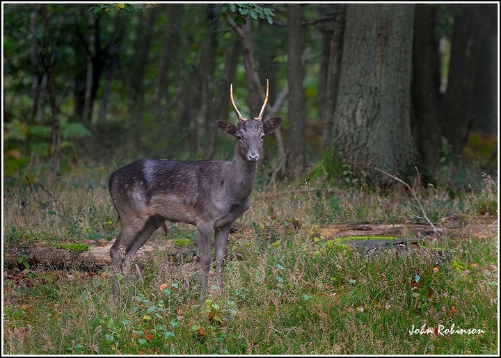 Black Pricket
