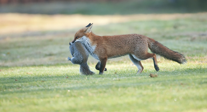 Hungry Fox