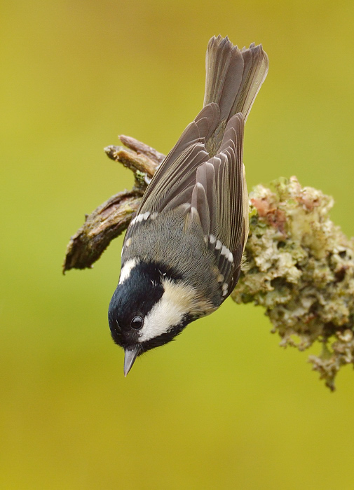 Just hanging about.