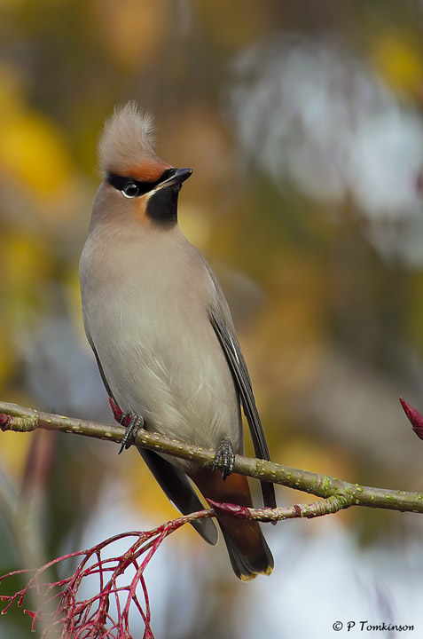 waxwing