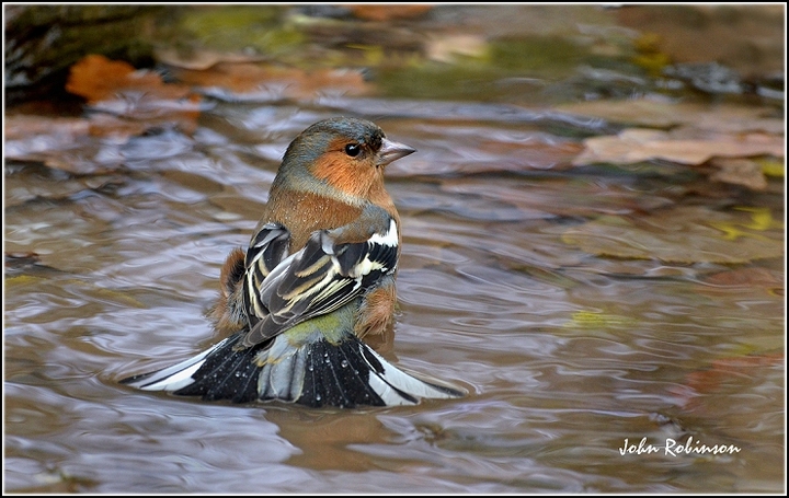 Bathing Beauty
